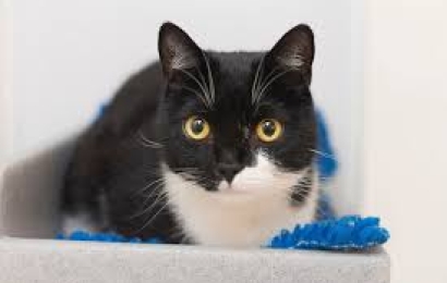 cac-thi-can-ban-tienganh-mcb